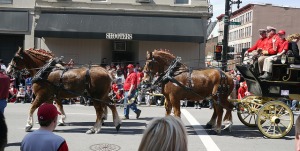Budweiser clydesdales